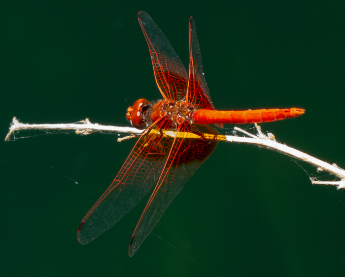 Dradon Fly