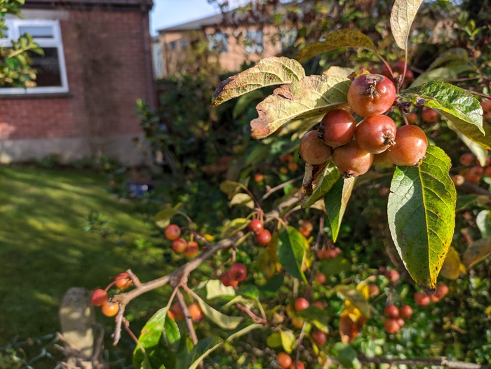 Flo's Crabb Apple Tree